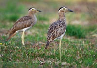 Dytik dvoupruhy - Burhinus bistriatus - Double-striped Thick-knee o9642